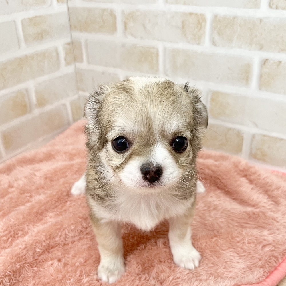 むにむにほっぺがたまらないチワワちゃん♡ペットショップ犬の家